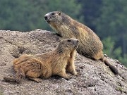 94 Marmotte in comoda sentinella su grossi massi